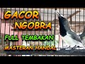 SUARA SOGON GACOR AMPUH UNTUK PANCINGAN SOGON DAN MASTERAN SOGON AUTO IKUT GACOR #sogon #sogongacor