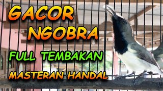 SUARA SOGON GACOR AMPUH UNTUK PANCINGAN SOGON DAN MASTERAN SOGON AUTO IKUT GACOR #sogon #sogongacor