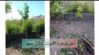 شاهد سرعة نمو شجرة التوت خلال سنة واحدة / ارتفاع ثنين متر ونصف  زراعة