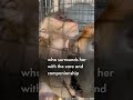 Amel’s journey will break your heart (and heal it!) #animalstories #wildlife