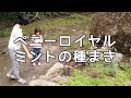 虫除けにもなるペニーロイヤルミントの種まき