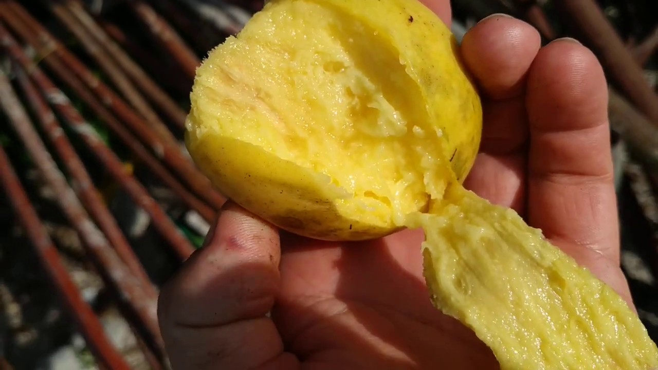 Mangifera indica - picking local Borneo seedling Mangoes (Asam Memplam) with Orang Melayu