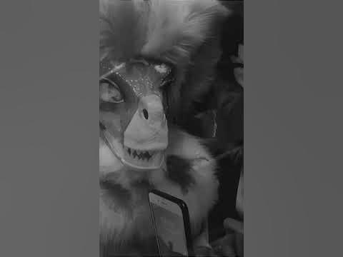 Рапторы Фурри ПРОСЯТ ФОТО #фурри #fursuit #фурсьют #врчат #furry - YouTube
