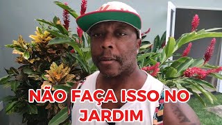 Palmeira rabo de raposa próximo de piscina e muro. Cuidado