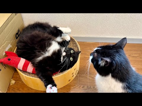 Catz Club - YouTube