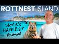 The WORLD'S HAPPIEST ANIMAL exists on this tiny island (The Quokka)