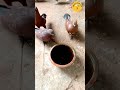 Pigeon Tips_01 #shorts #animals #কবুতর #pigeon