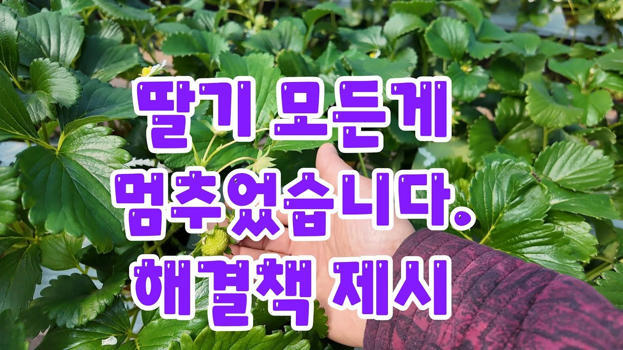 303)딸기가 멈추었습니다. 농부와함께 고민과 해결책 제시 #딸기멍텅구리현상#딸기부농
