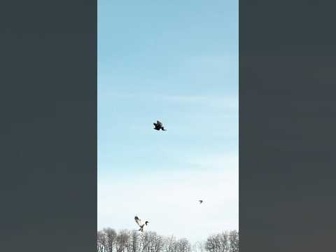 The Most Fun Duck Hunting Season Yet!