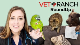 Vet Ranch RoundUp: Cute Critter Time!