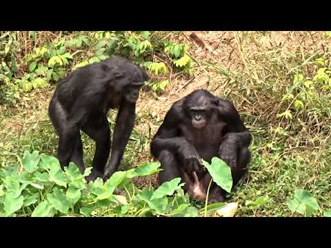 Feeding Time At Lola Ya Bonobo 
