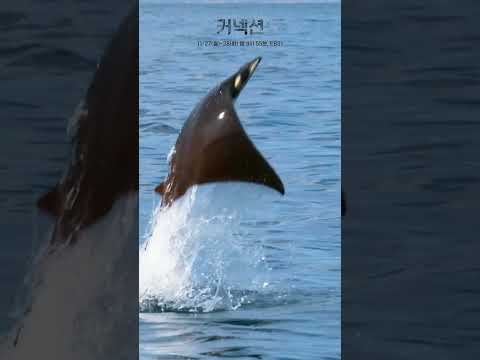 <strong>가오리</strong> 하늘을 날다 #shorts