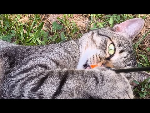 Funny Cat in Full Multitasking Mode😹 #funnyvideo #funnycats