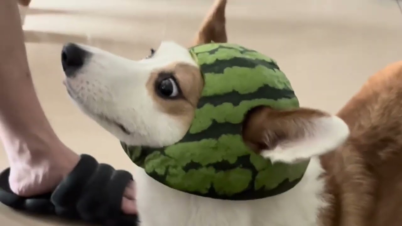 why must i wear a WATERMELON HAT! dogfunny dogfunnyvideos chinaviralshortvideo