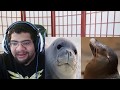 The Tier Zoo- Seal Vs Sea Lion!