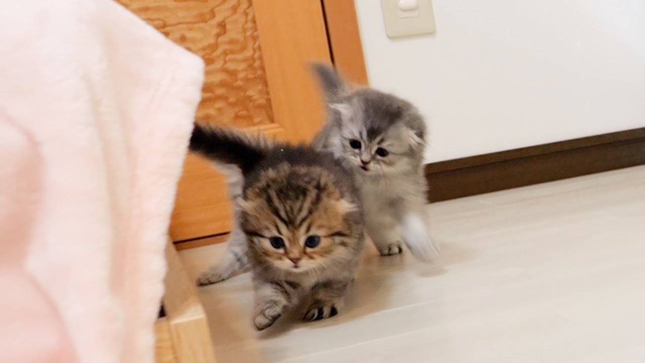 Котята, которые так серьезно гонялись друг за другом, были такими милыми!