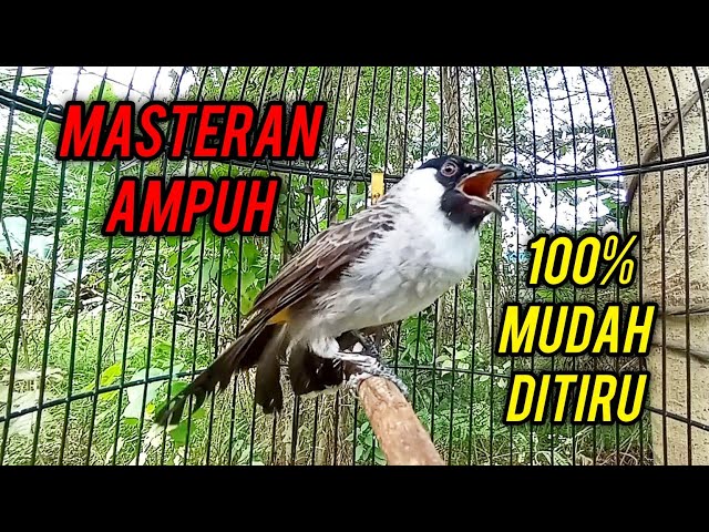 MASTERAN AMPUH Kutilang Gacor Full Isian Mewah 100% Mudah Ditiru Semua Burung Kutilang class=