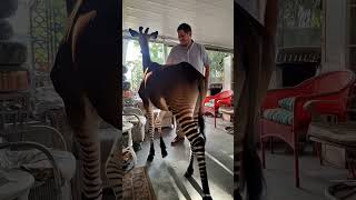 I Asked Ai To Put Me And My Favorite Animal The Okapi