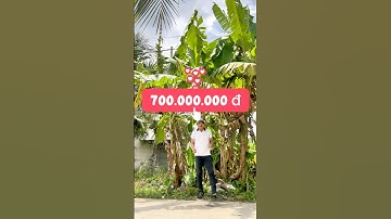 Ra Đi 211 Mét Đất Cây Lâu Năm Mặt Tiền Đường Thông Gần Uỷ Ban Phú An Hoà & Khu Công Nghiệp Giao Long