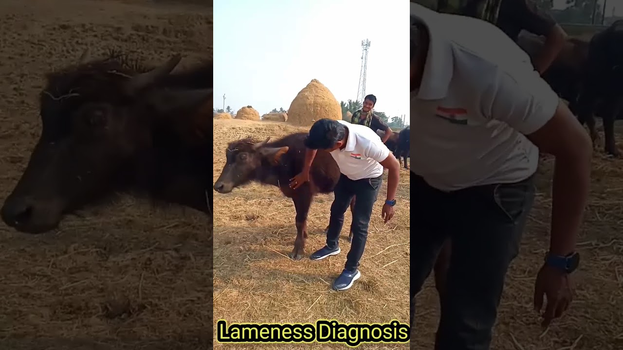 Lameness Diagnosis of a Buffalo ll 