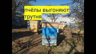 Выгоняют трутней ,делаю ротацию корпусов