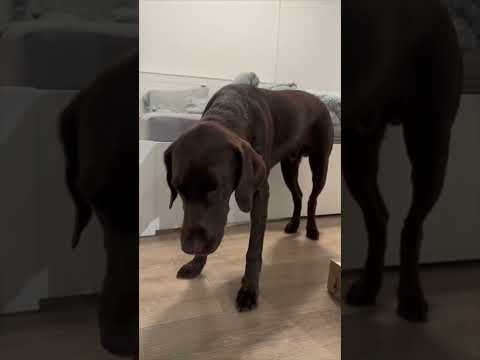 Video: Hvor længe varer tracheobronkitis hos hunde?