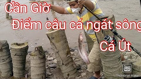 Duy Cá Ngát/câu cá ngát sông.Giao lưu với cần thủ sát cá tại Cần Giờ.