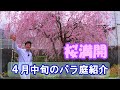 しだれ桜が満開となりました！【４月中旬のバラ庭紹介】