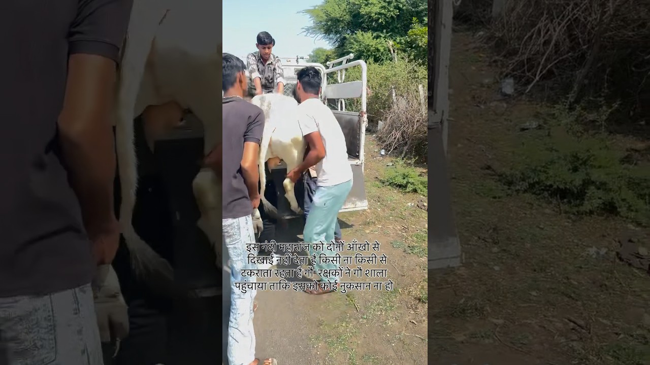 इस नंदी को दोनों आँखो से दिखाई नहीं देता है गौ रक्षकों ने गौशाला पहुंचाया 