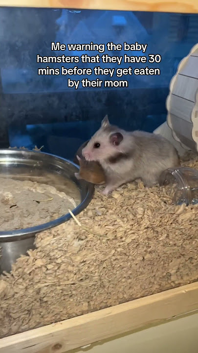 Mother hamster tries to eat her babies💀 #hamster #babies #syrianhamster #hamsterbabies
