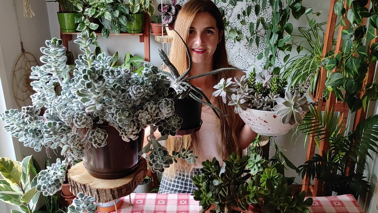My Succulent Collection