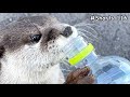 A man's chug #Shorts