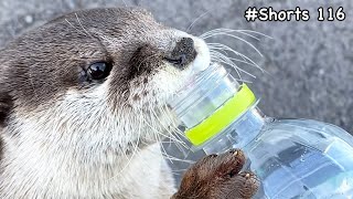 A man's chug #Shorts