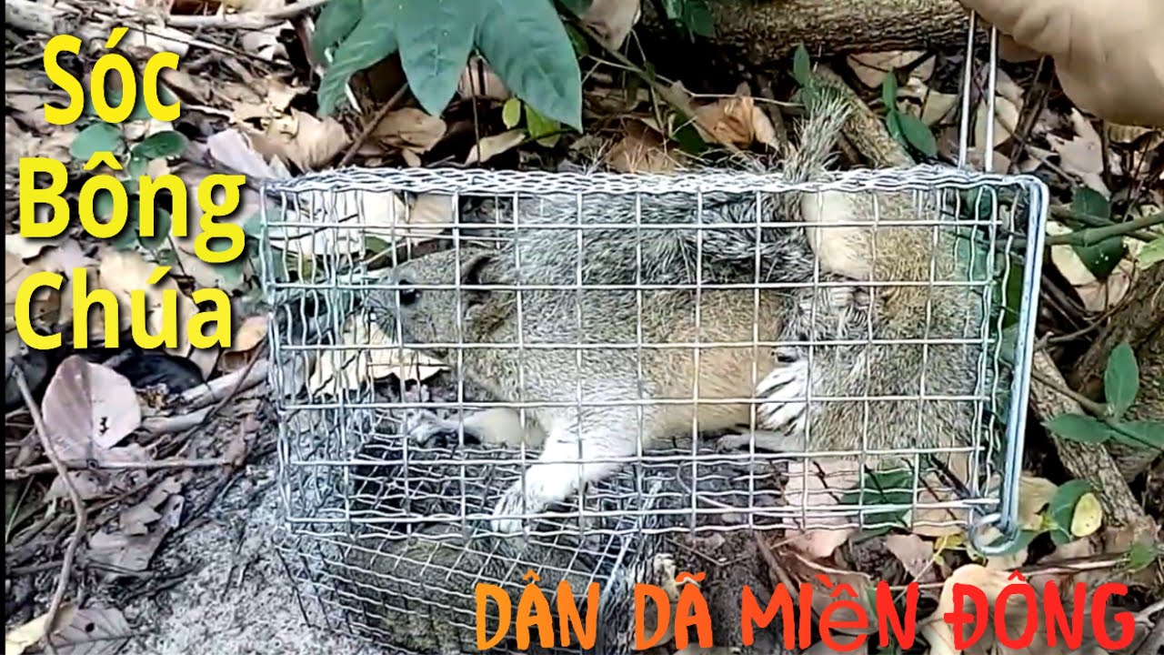 Đi Thăm Bẩy Sóc Và Cách Đặt Bẩy Sóc Bông - Sóc Đất | Dân Dã Miền Đông