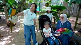 Download Lagu Keysha \u0026 Sheena Liburan Ke Ancol - Aracelli Kasih Makan Burung Dan Melihat Ikan Besar MP3