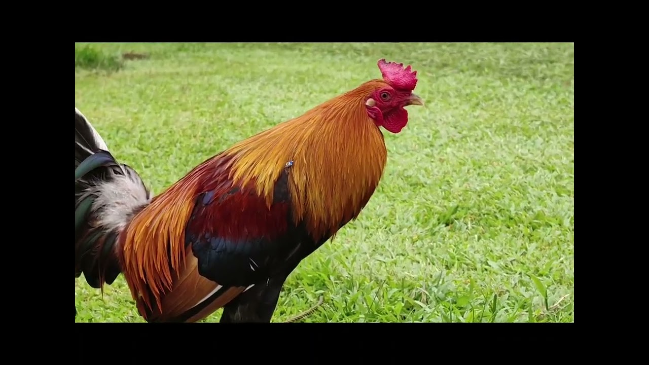 Mga available broodstag possum 5k sweater at Boston Roundhead!