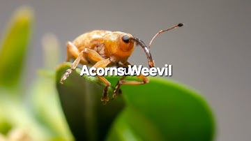 Acorns weevil | #animals #love #adventure