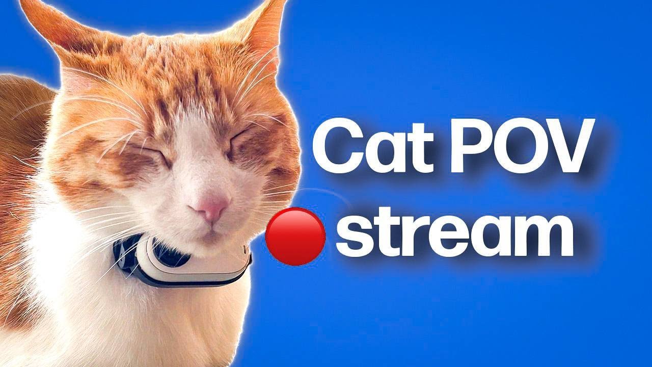 Cat POV / Cat with Camera 🔴 / Ros' Unedited Stream #13