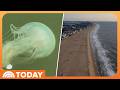 Jellyfish Swarms Bring Stinging End to Summer on East Coast