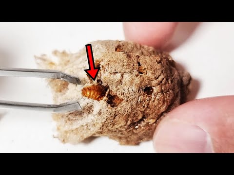 Video 사마귀 알 속에서 나온 끔찍한 기생충들의 정체는? - youtube