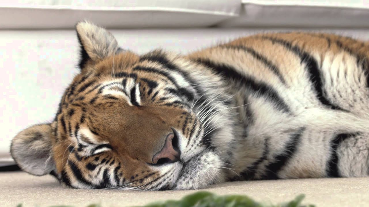 Видео ролик презентация новой серии пылесосов Bosch