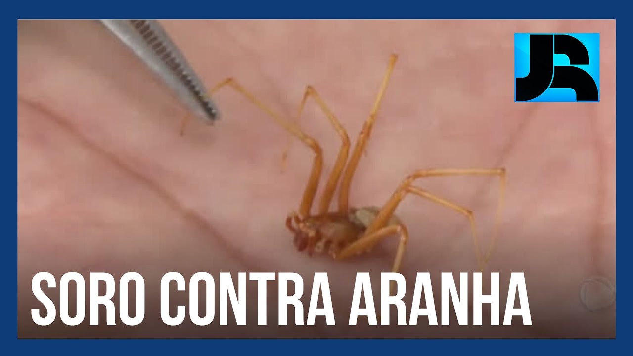 Soro do Instituto Butantan contra veneno da aranha marrom evita efeitos em mais de 50% das vítimas