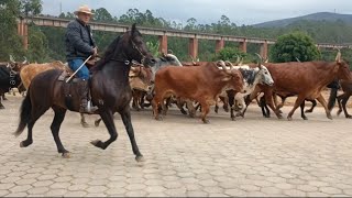 Boiada grande, emoção maior:um boi resolveu não entrar (Bom Jardim de Minas )
