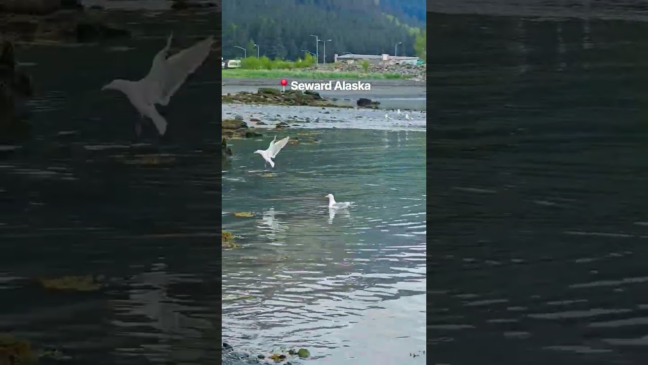 📍Seward Alaska