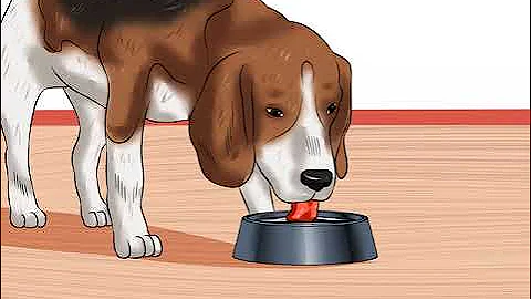 How to treat dogs from Canine Coronavirus