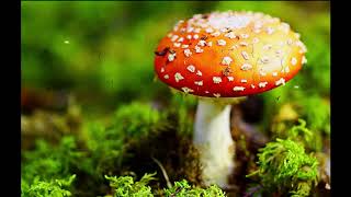 26 Pieces Of Silver Theatrical Trailer