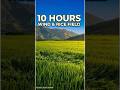 10 Hours Rice Field ASMR – Pure Wind Sounds for Deep Sleep #deepsleep #whitenoise #relaxation
