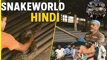 अजगर को देख रुक गई फैक्ट्री🐍 | Rescue Rock Python 