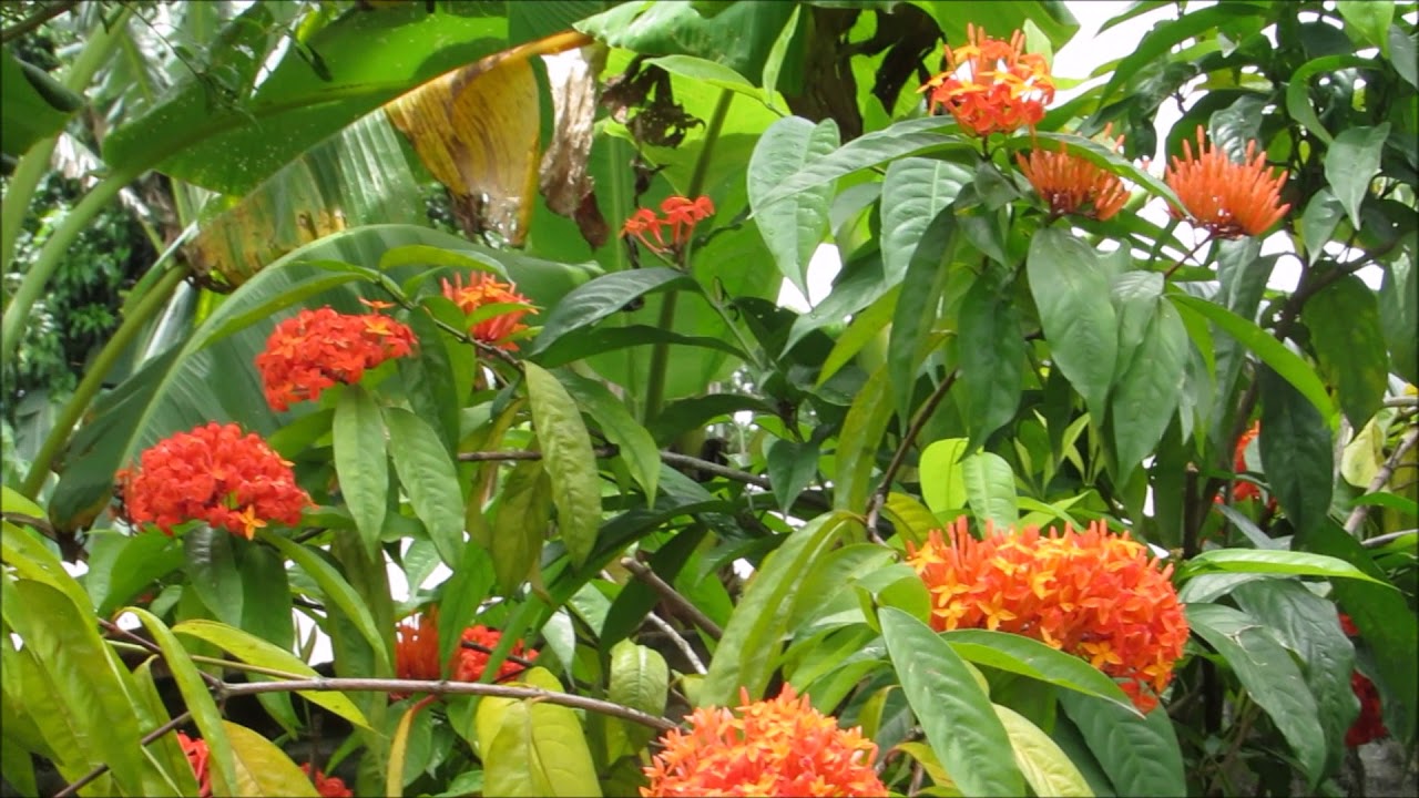 PIYA BASANTI RE 2000 An Instrumental Presentation YouTube piya-basanti-re-2000-an-instrumental-presentation-youtube