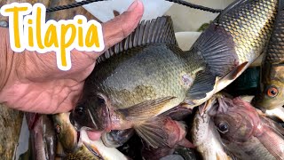 Pamamana ng ISDA | Spear Fishing sa Ligawasan marsh | Ang dami nating huli…